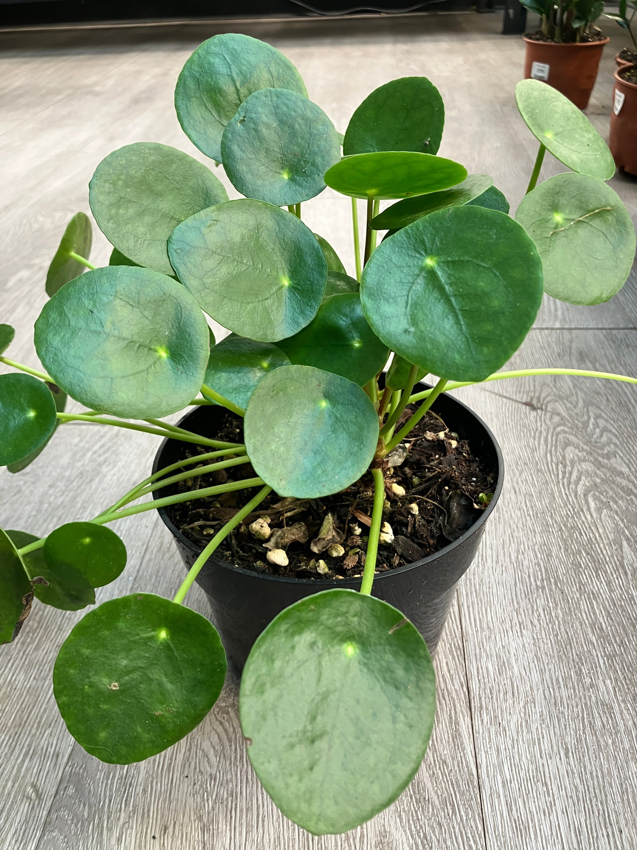 Pilea peperomioides (Friendship Plant)