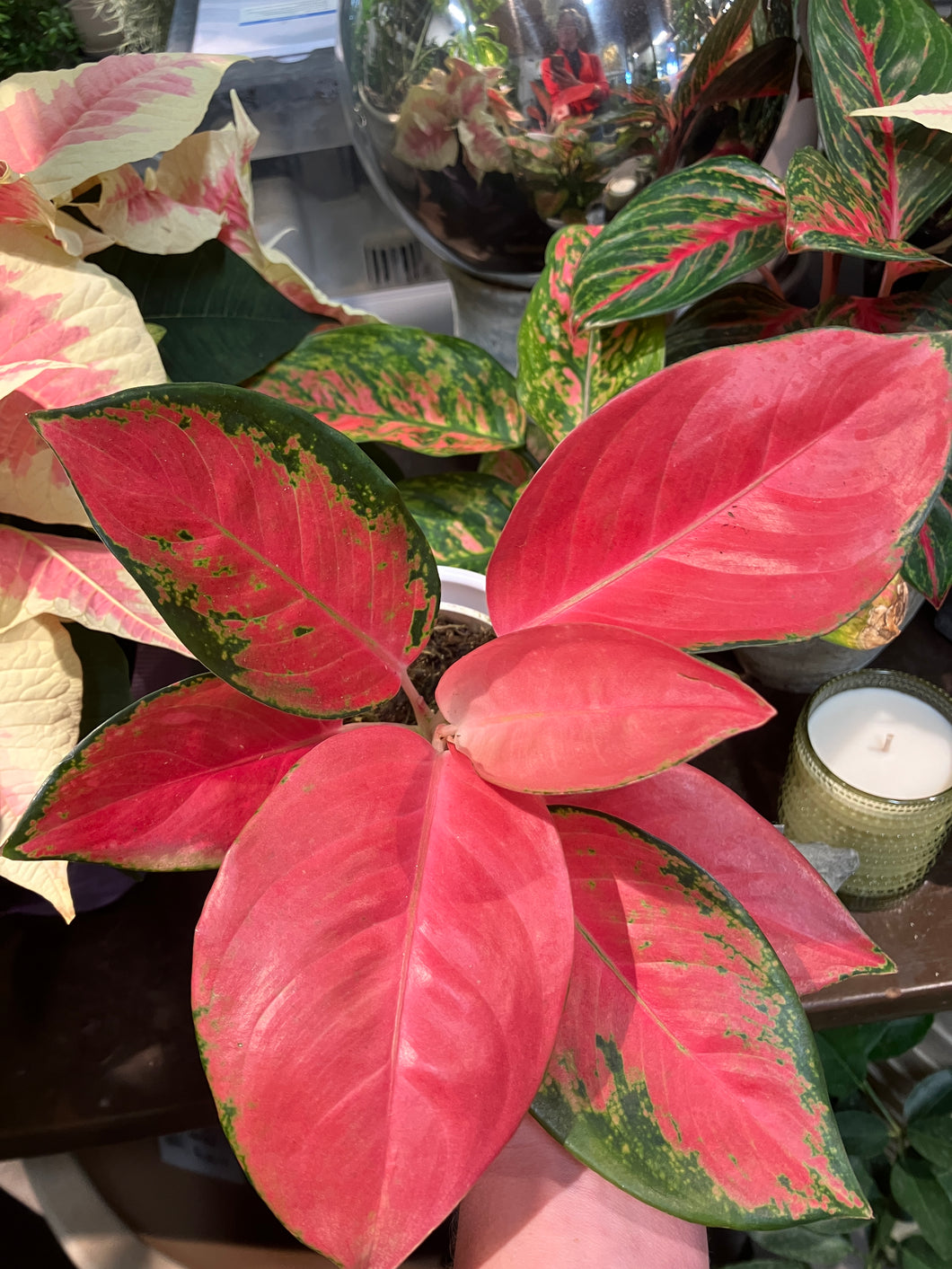 Aglaonema 'China Red'