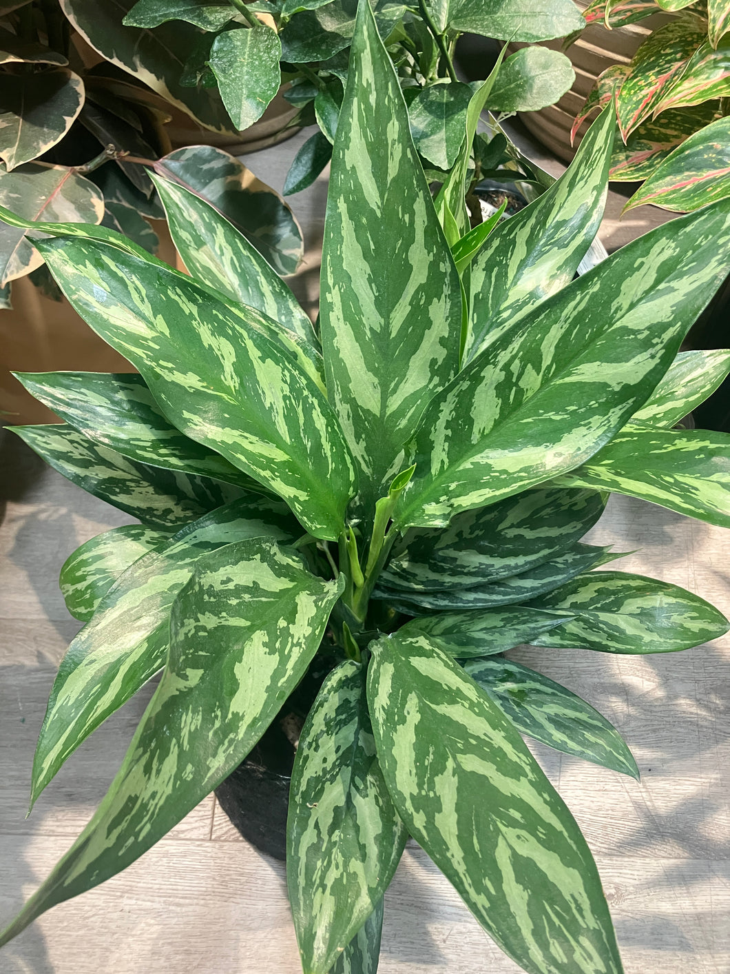 Aglaonema 'Tigress'