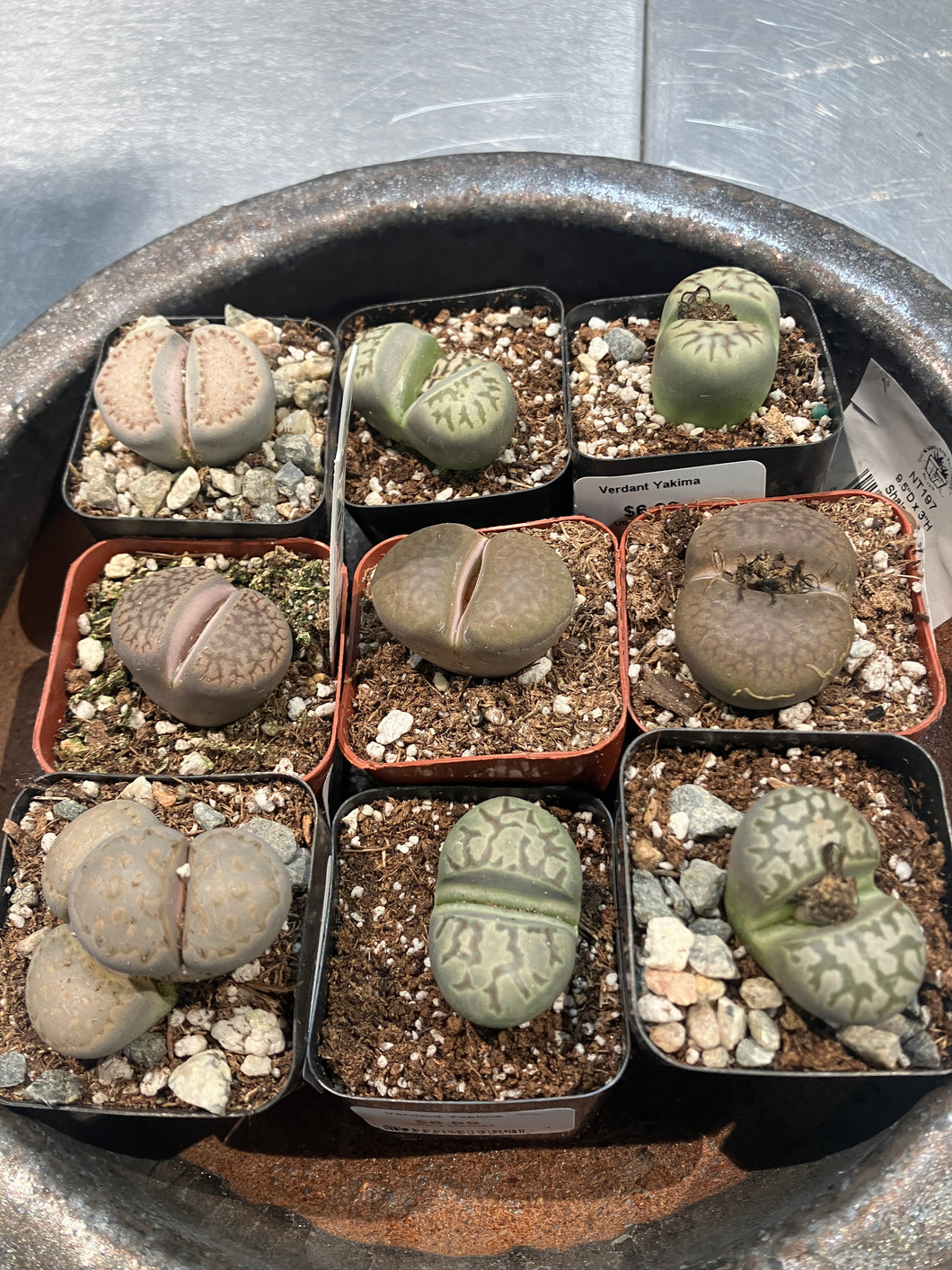 Lithops assorted