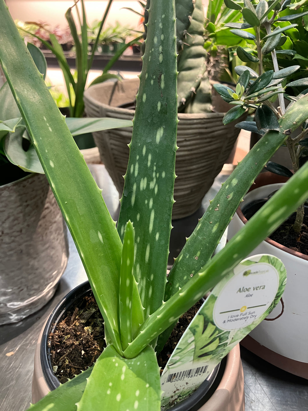 Aloe vera