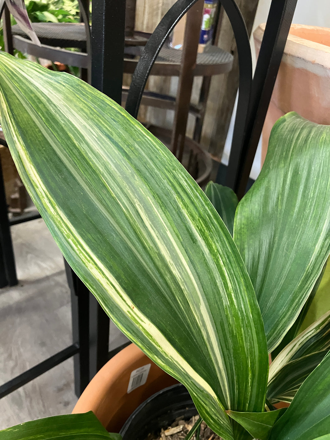 Aspidistra elatior 'Variegata' (Cast Iron Plant)