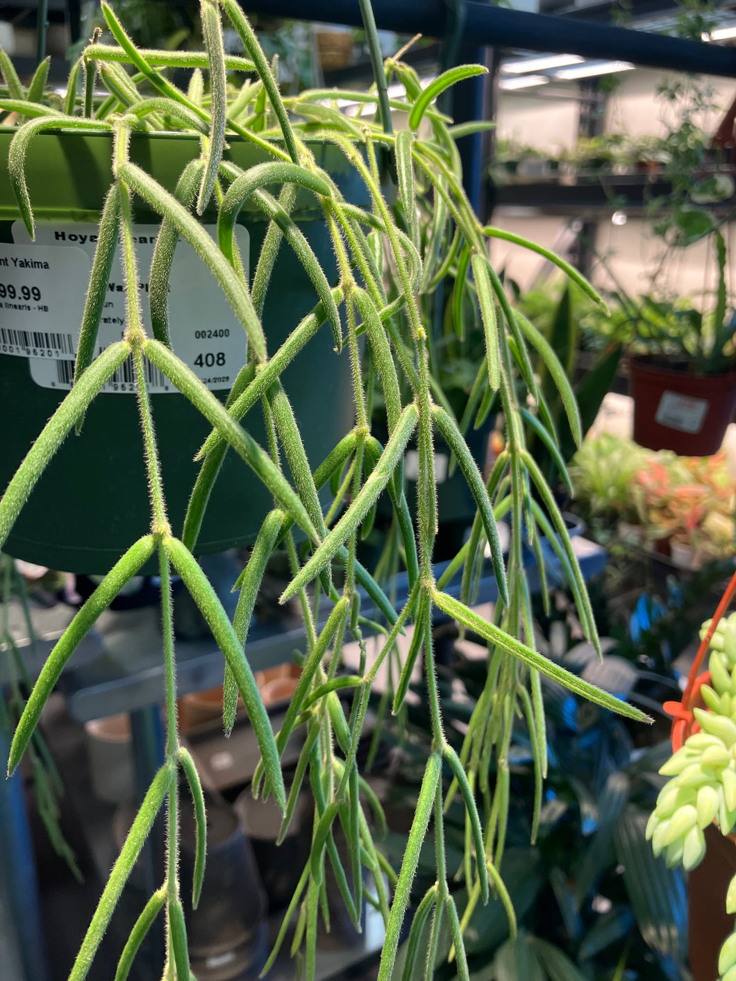 Hoya linearis (wax plant)