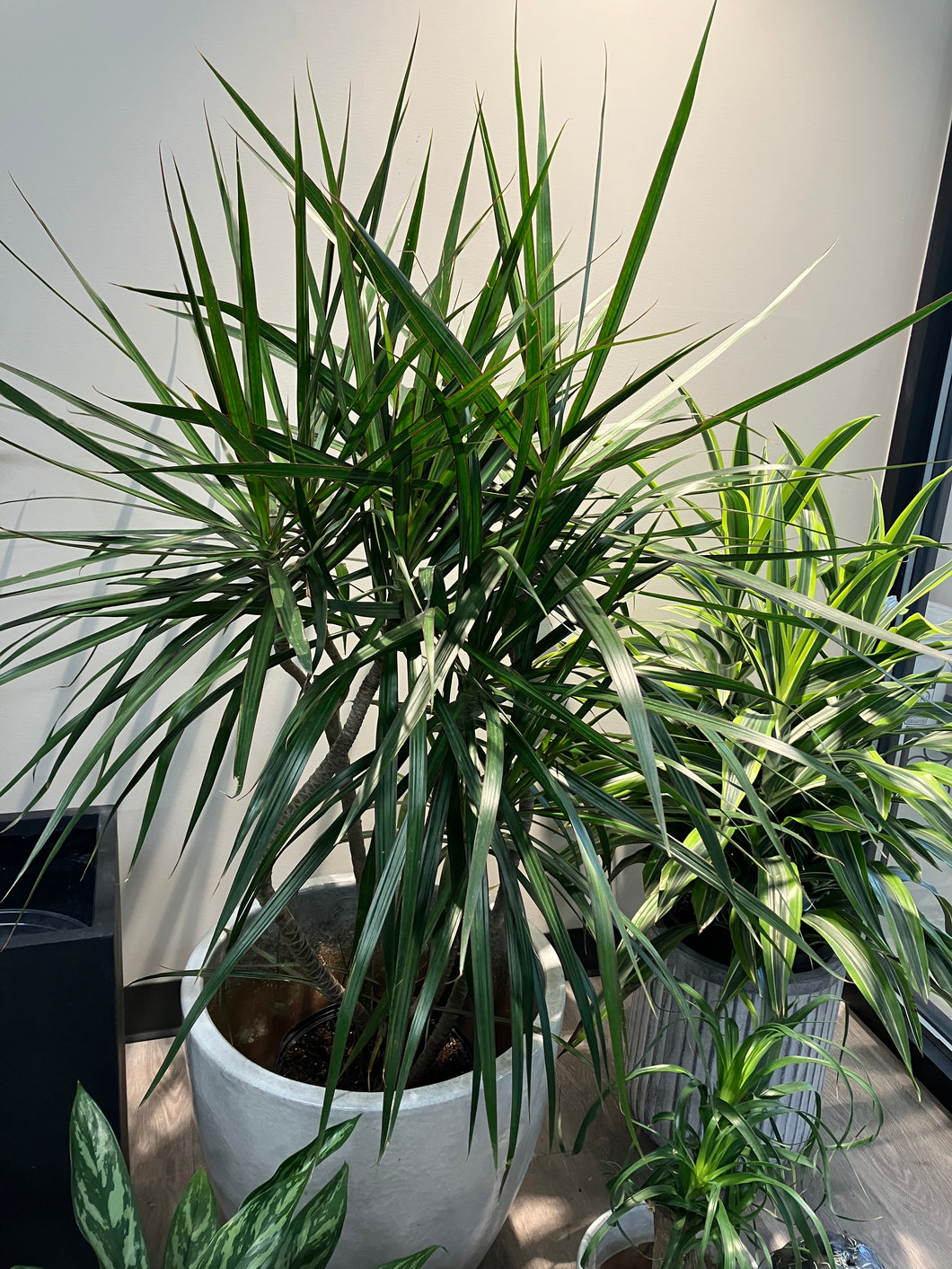 Dracaena marginata