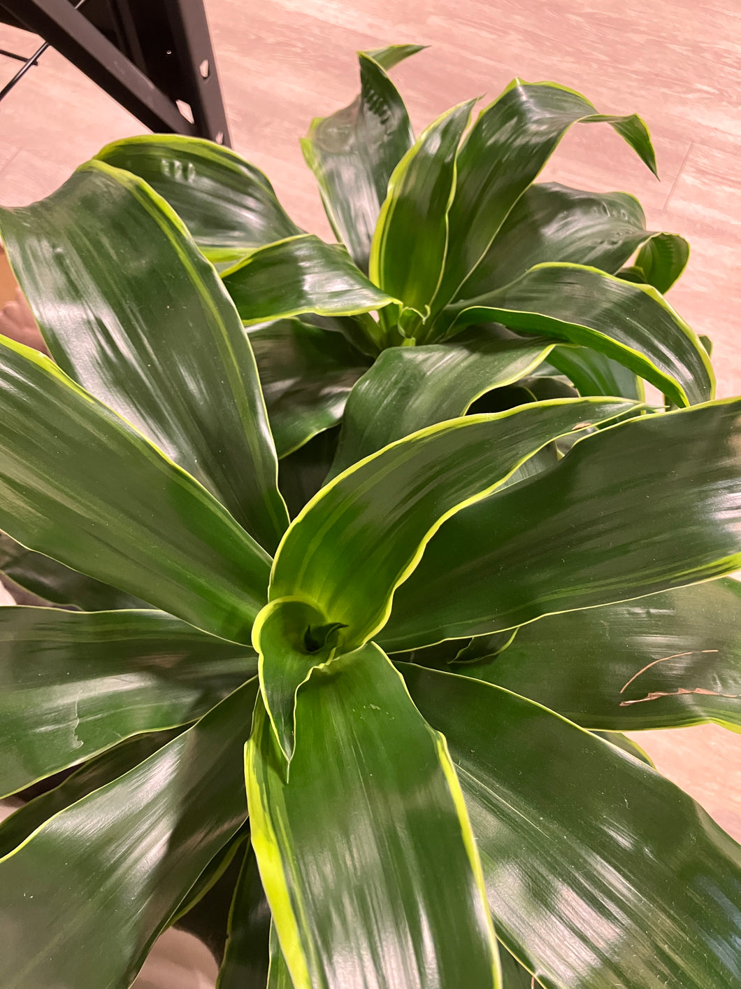 Dracaena frag. 'Dorado'