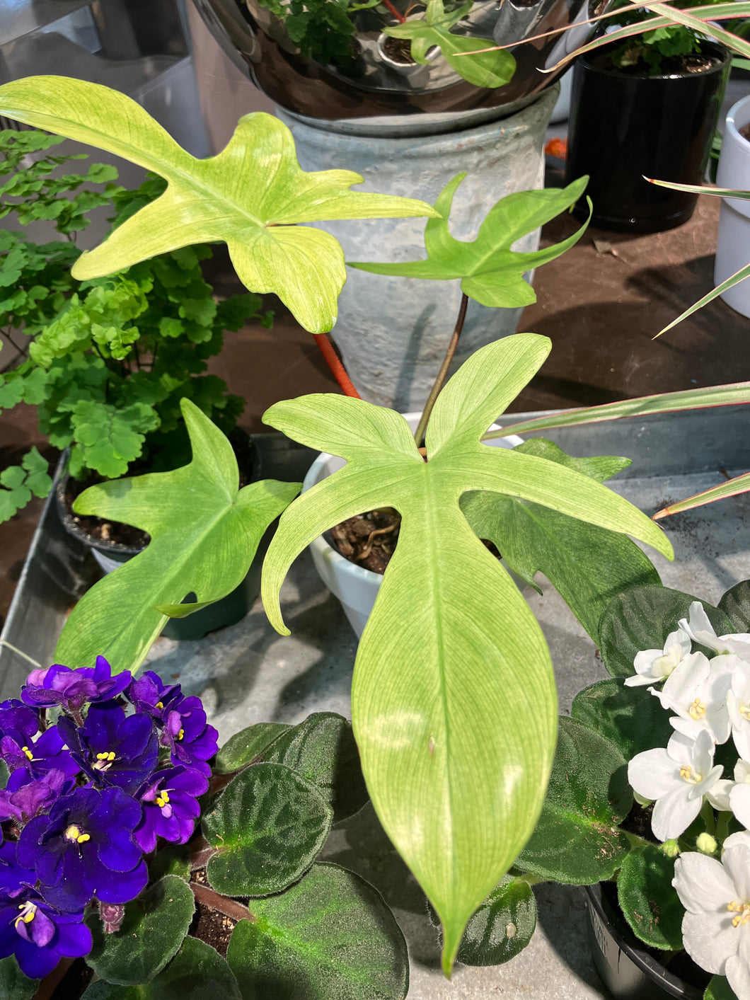 Philodendron 'Florida Ghost Mint'