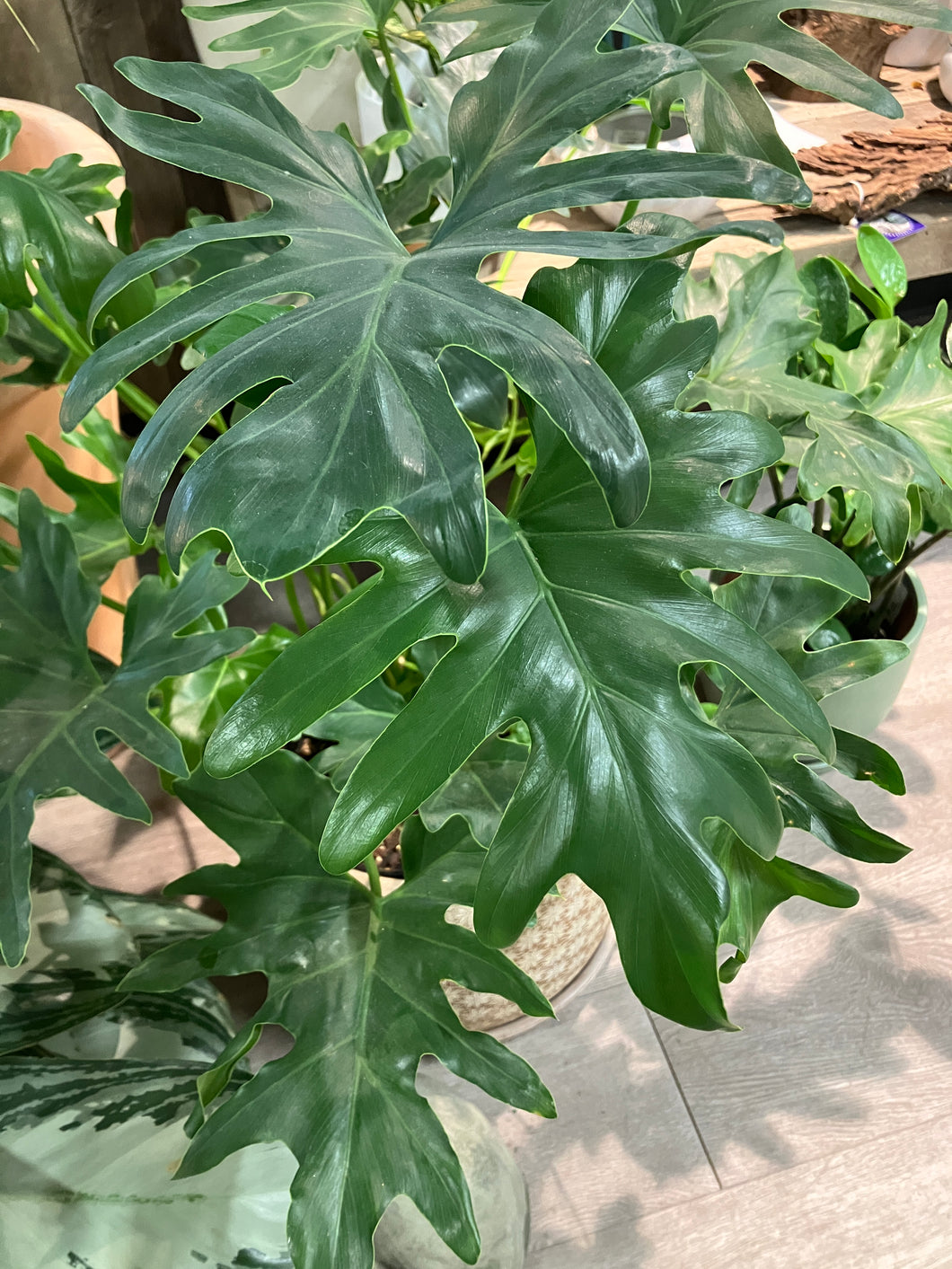 Philodendron selloum (Hope Philodendron)