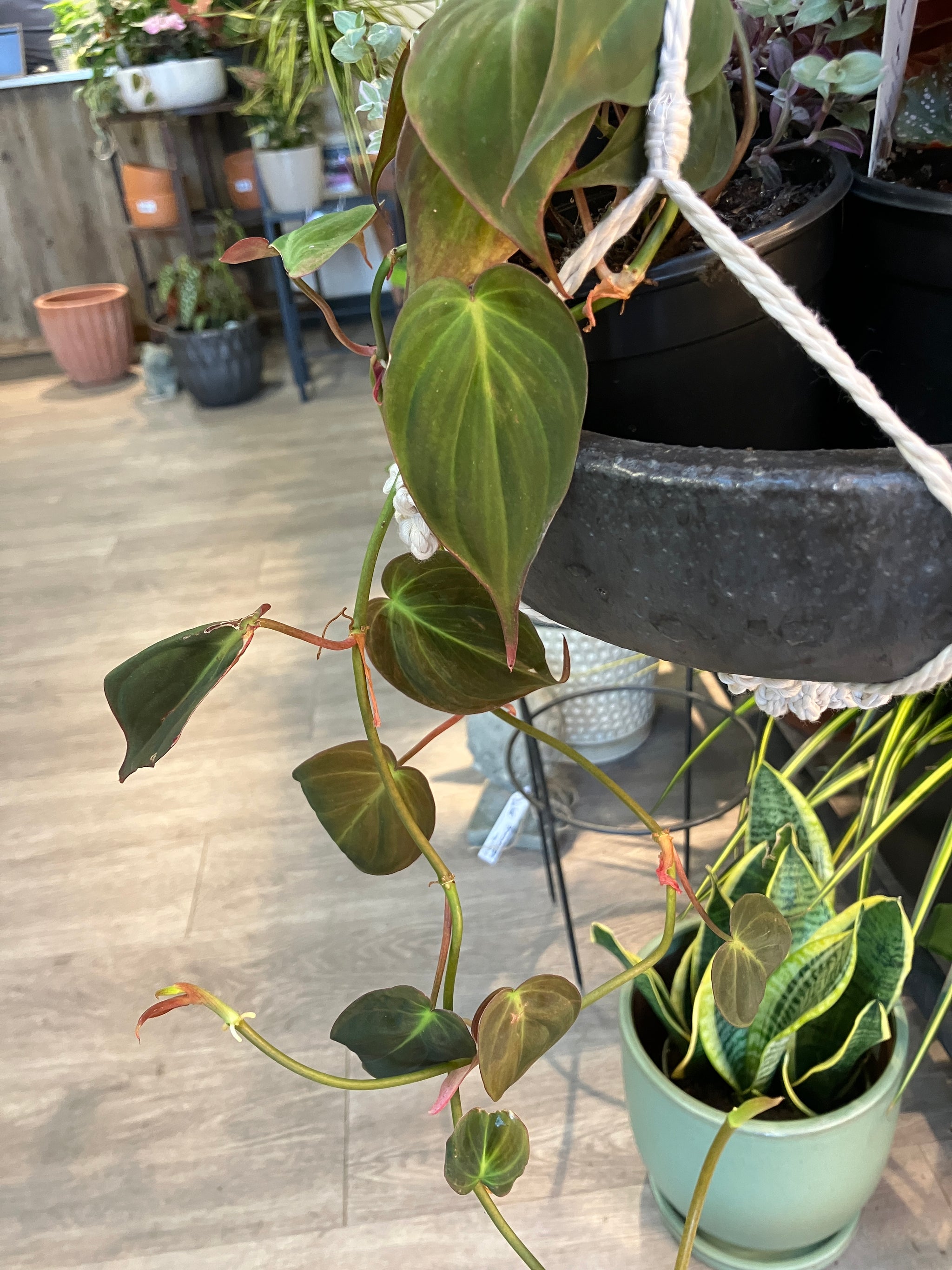 Philodendron micans (Velvet Leaf Philodendrom) – Verdant Yakima