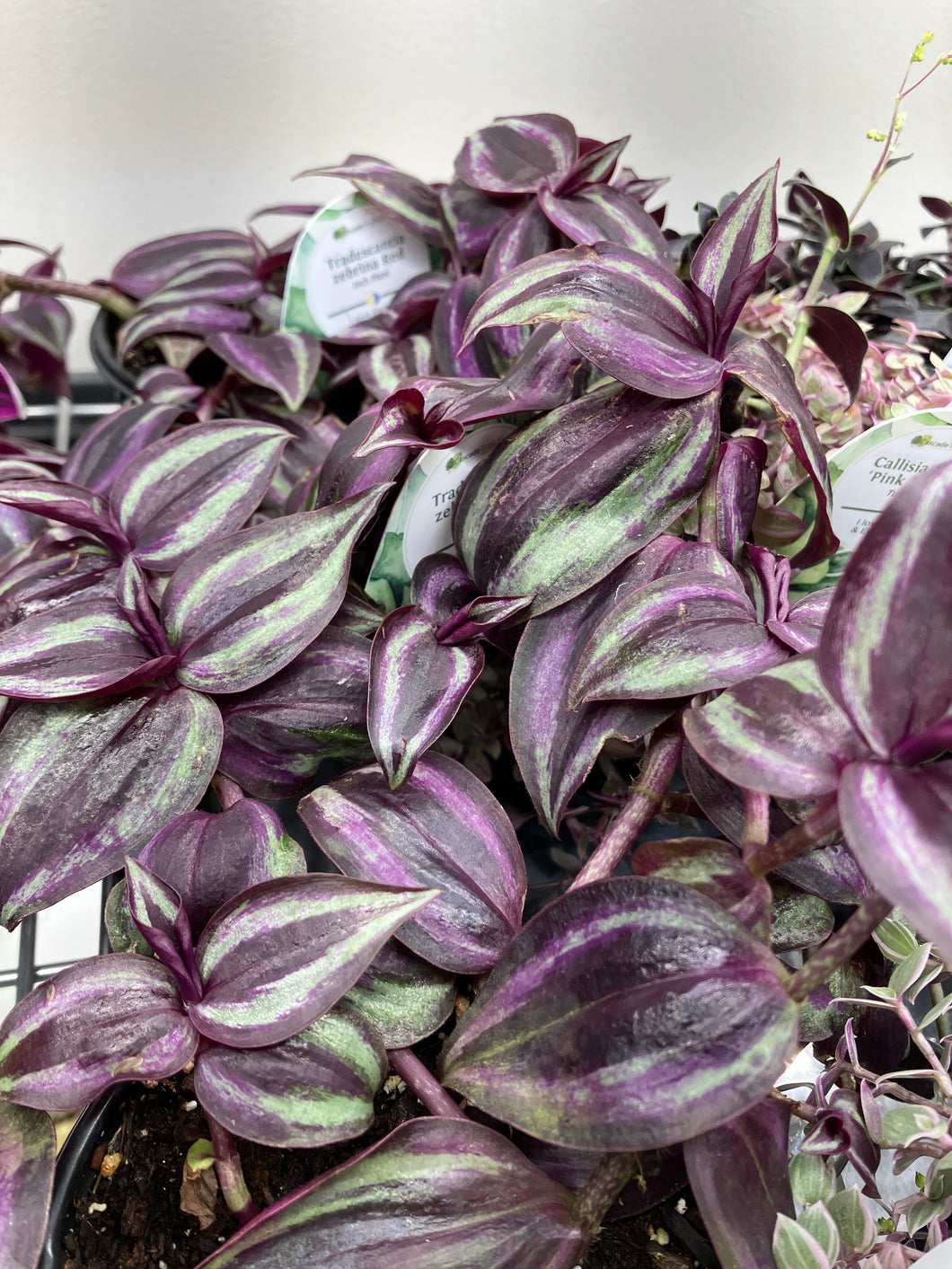 Tradescantia zebrina red