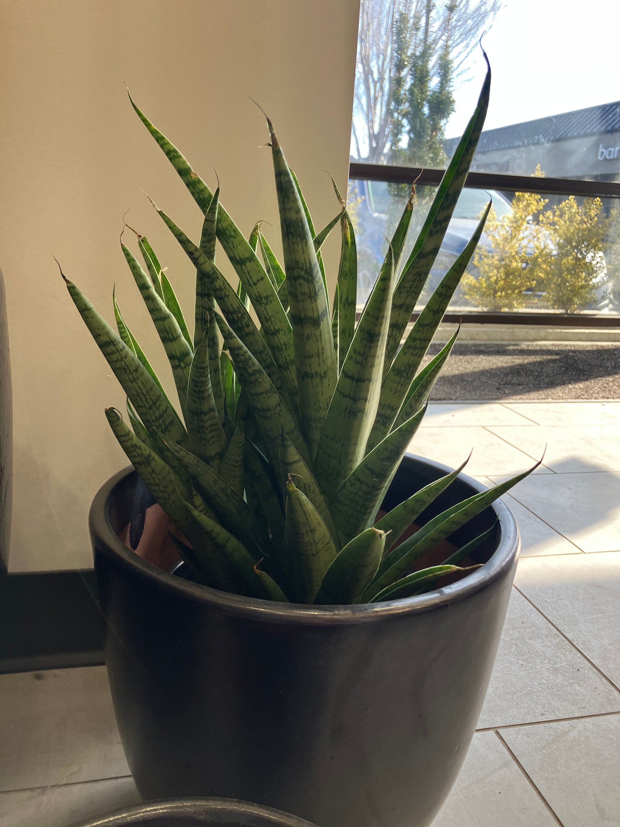 danish crown snake plant Sansevieria 'Crown' – Verdant Yakima