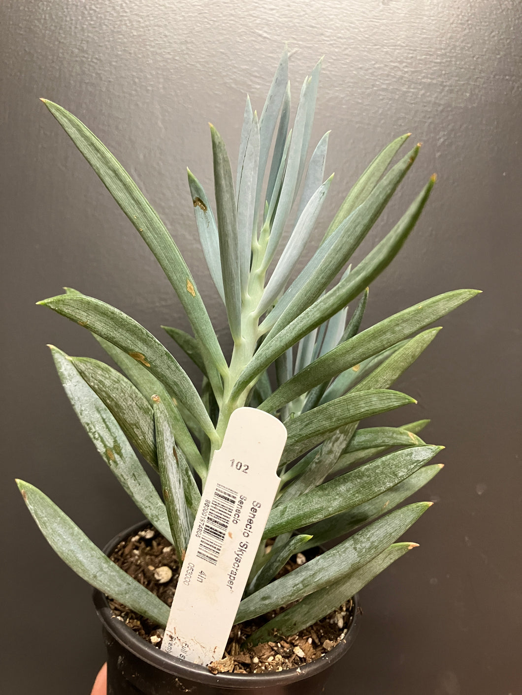 Senecio 'Skyscraper'