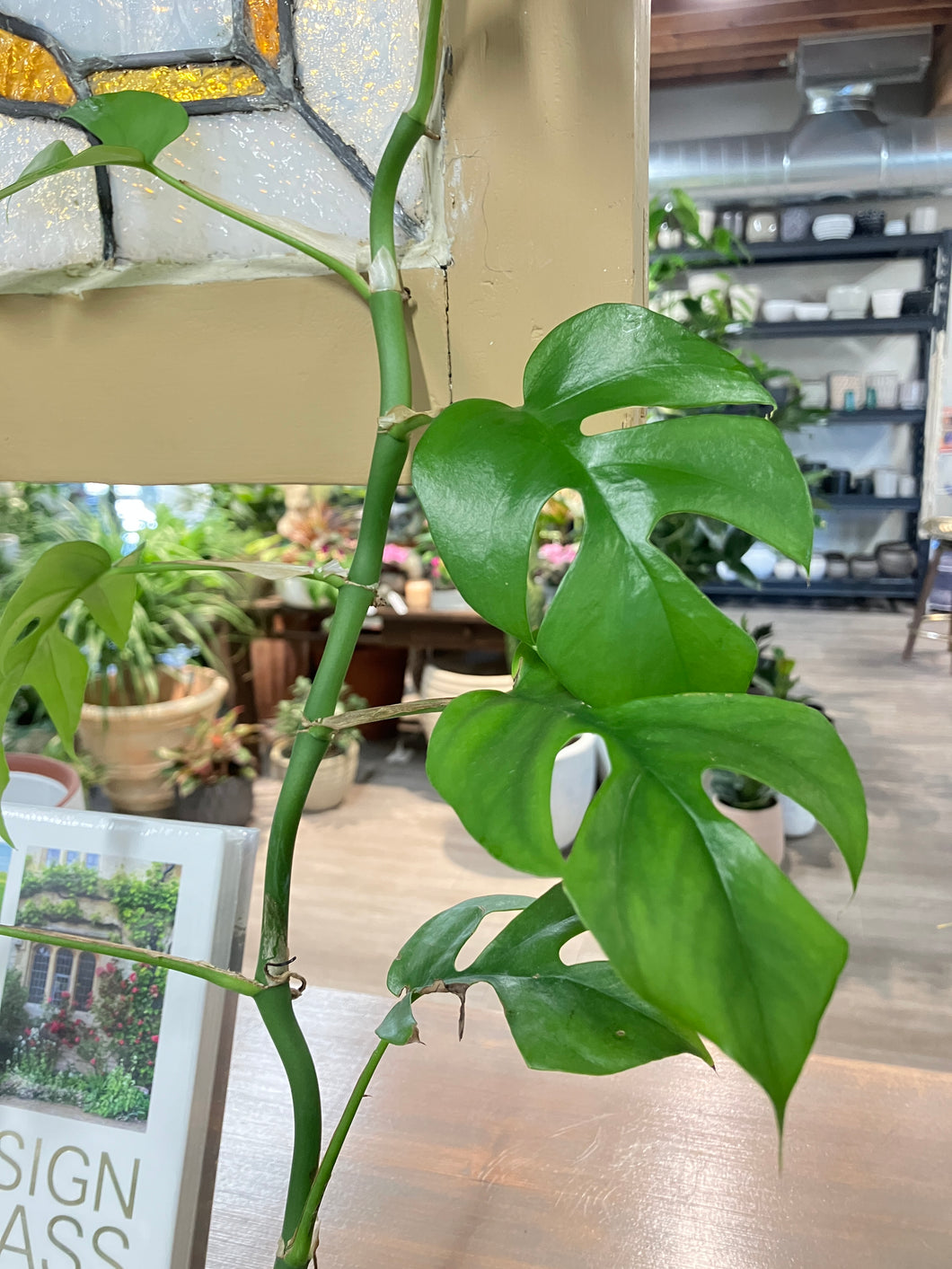 Rhaphidophora tetrasperma (Mini Monstera)