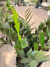 Load image into Gallery viewer, Zamioculcas zamiifolia 'Oscura'
