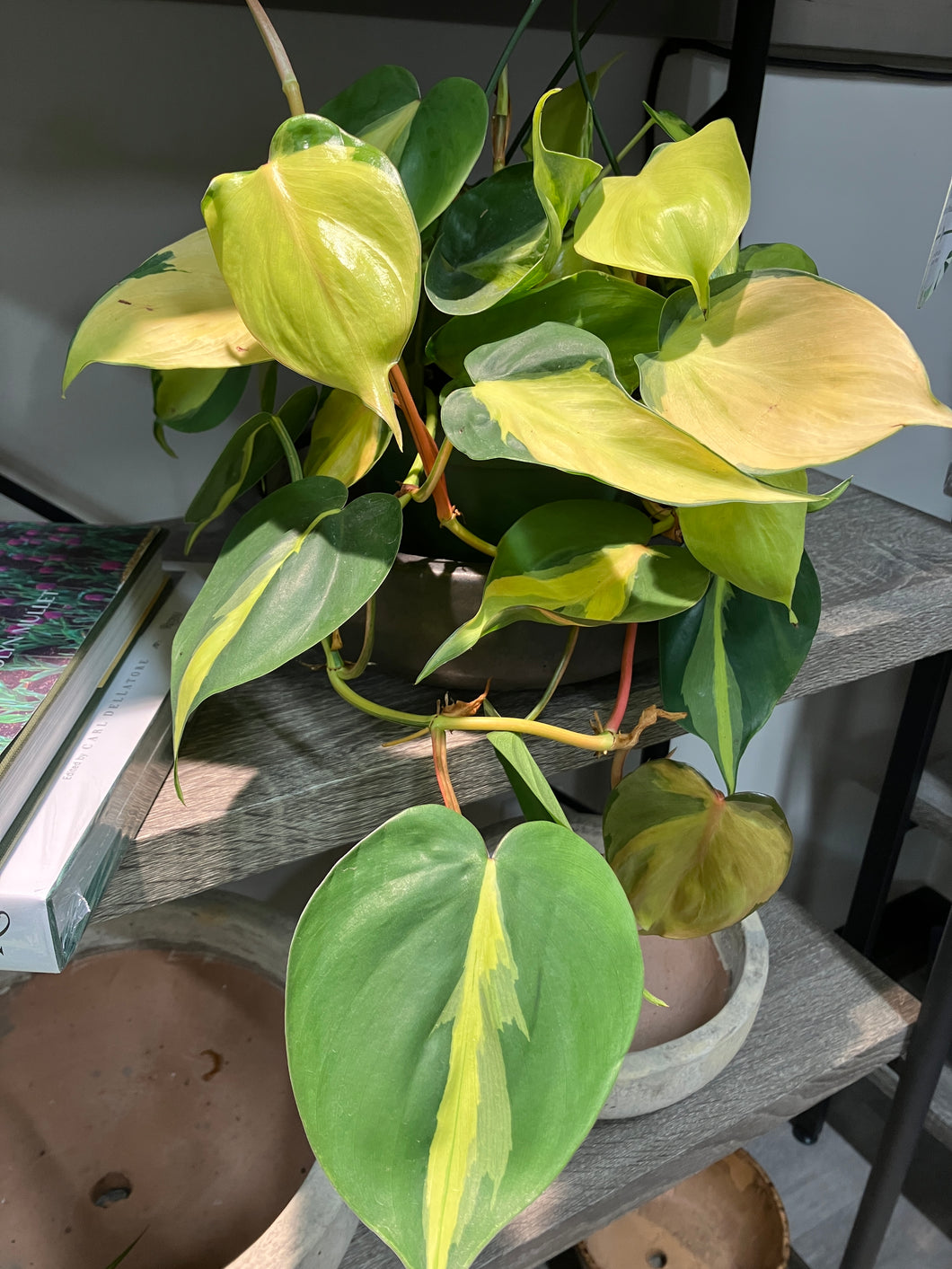 Philodendron Heder. 'Brasil' (Heartleaf Philodendron)