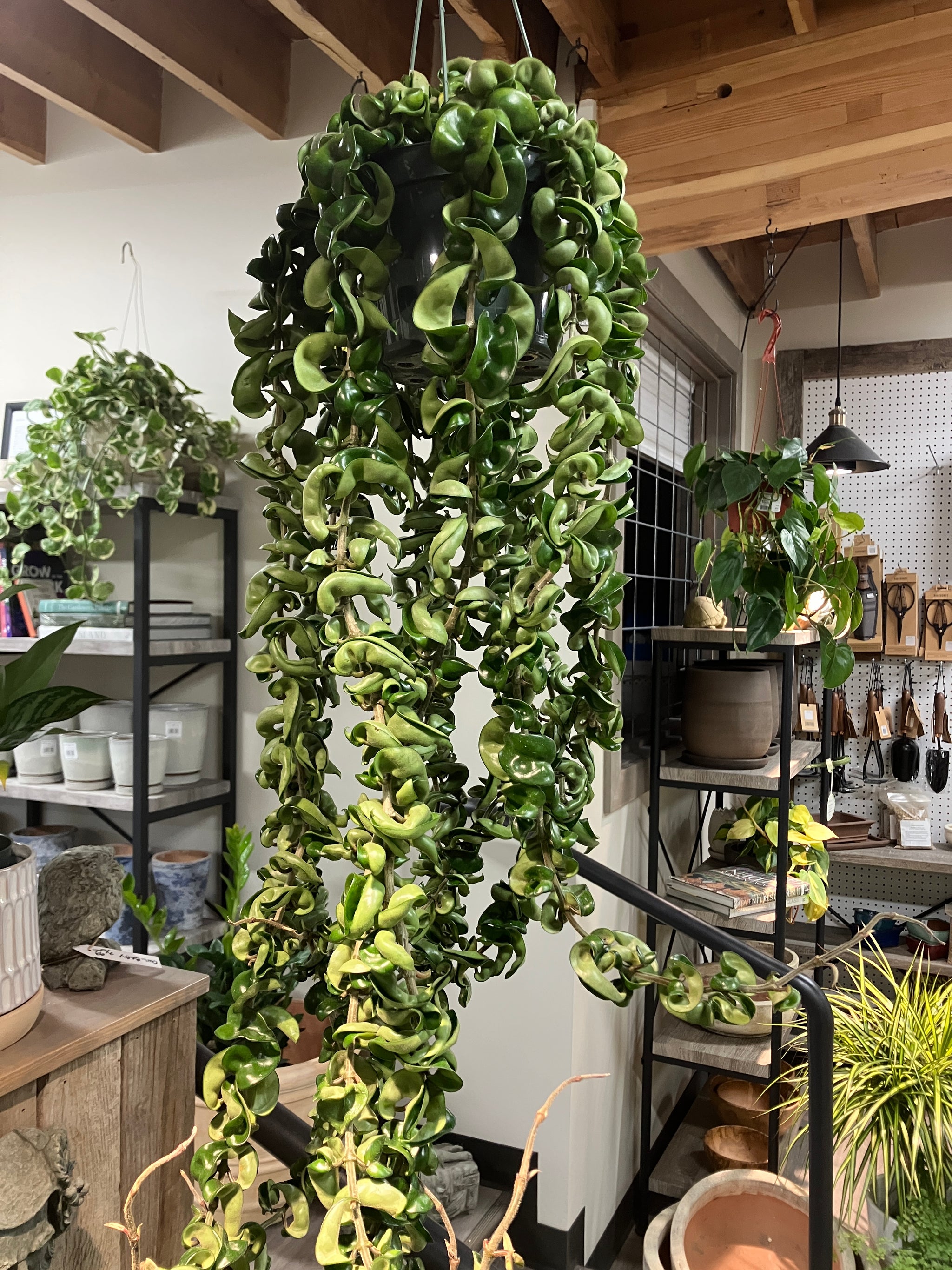 Hoya carnosa 'Compacta' (Rope Plant)