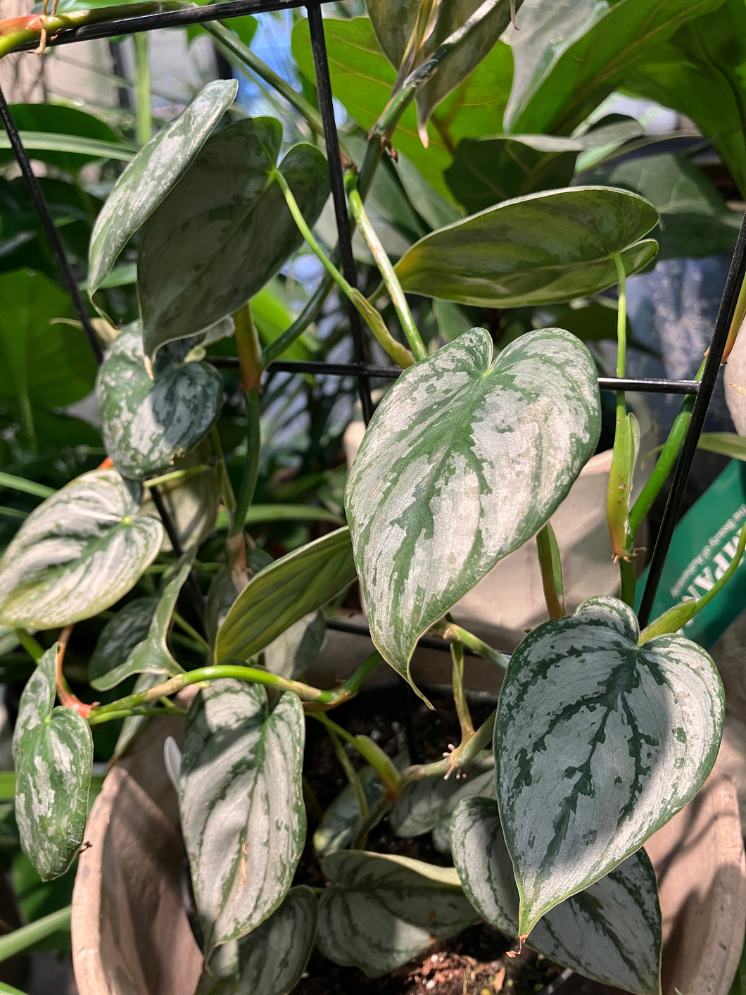 Philodendron brandtianum