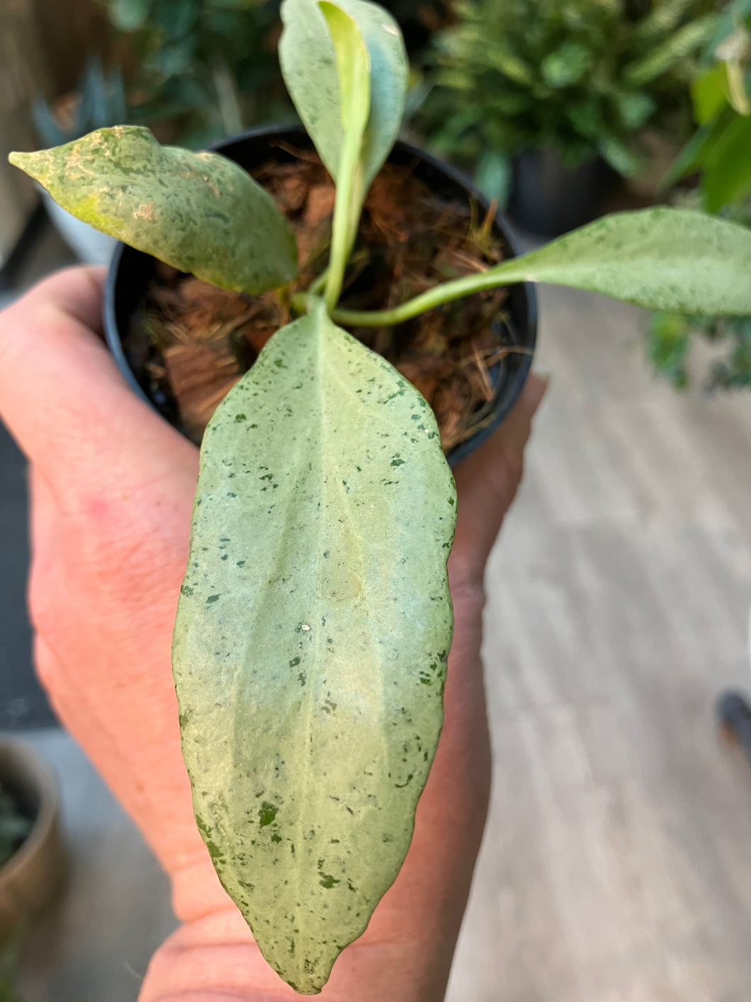Hoya nicholsoniae 'New Guinea Ghost'
