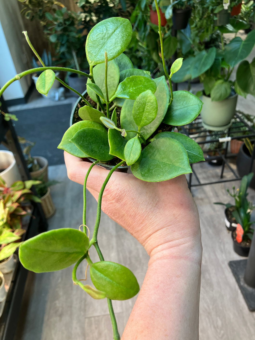 Hoya australis 'Keysii'