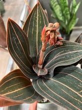 Load image into Gallery viewer, Ludisia discolor (Jewel Orchid)
