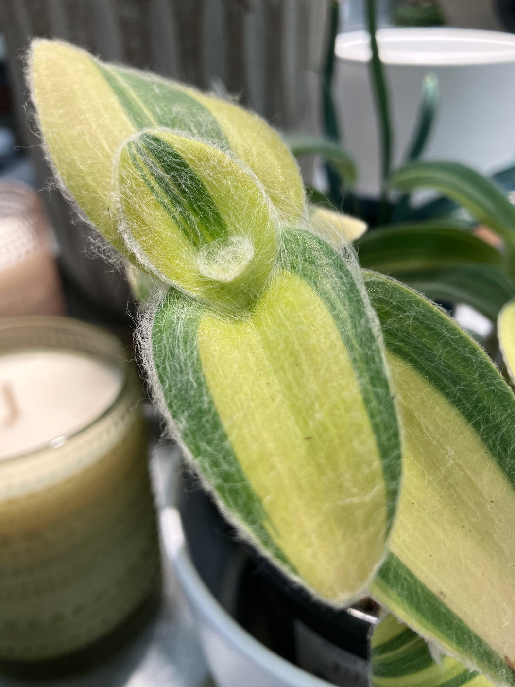 Tradescantia 'Velvet Moon'