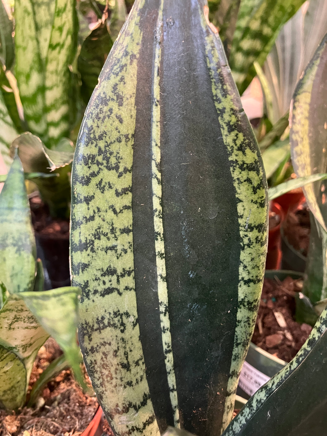 Sansevieria trifasciata 'Whitney'