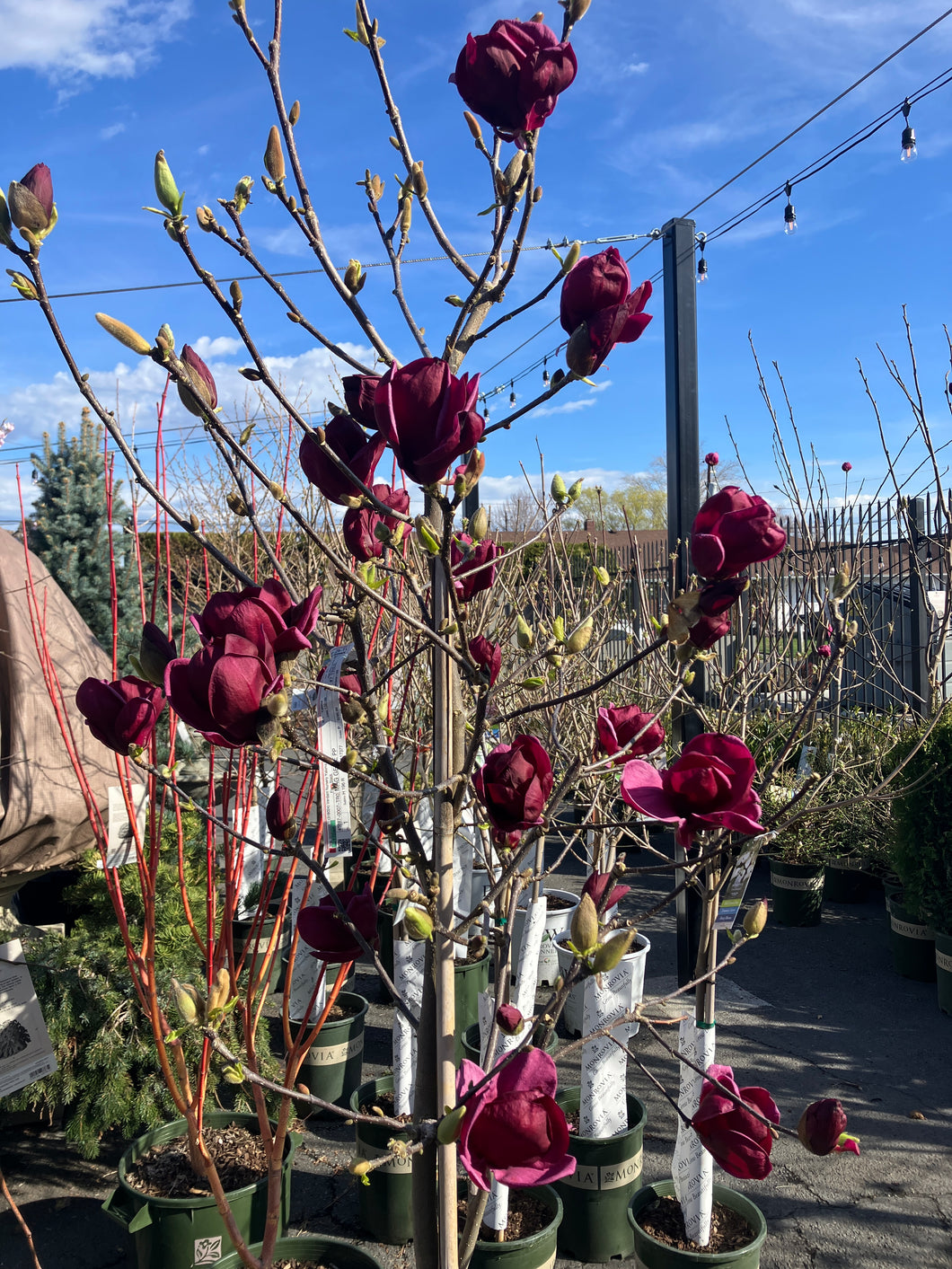 Magnolia 'Genie'