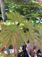 Load image into Gallery viewer, Acer Palmatum &#39;Ariadne&#39;
