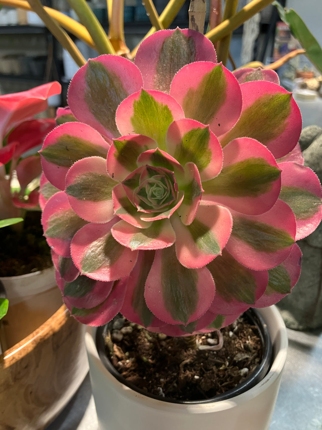 Aeonium 'Pink Witch'
