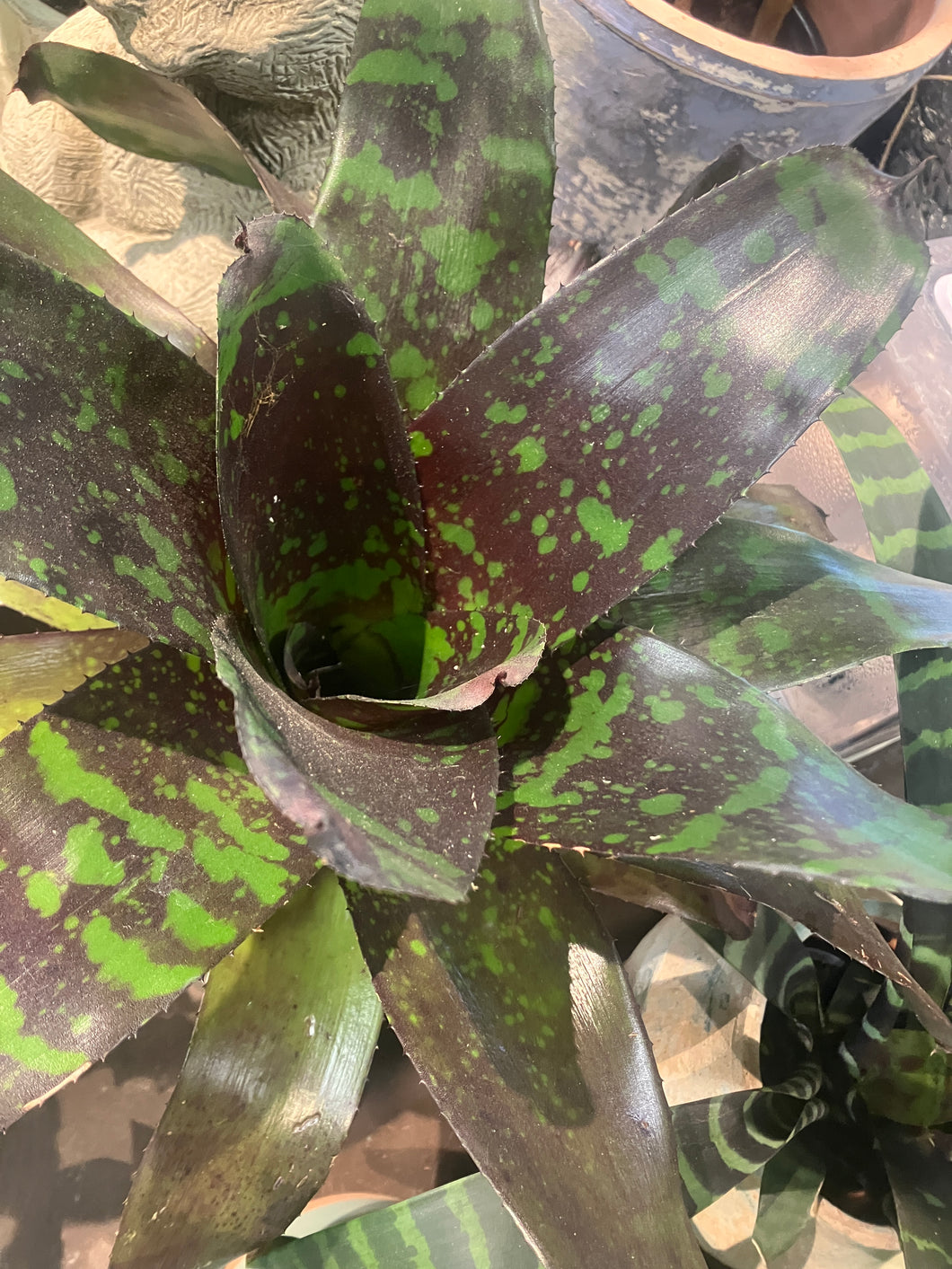 Bromeliad Neoregelia 'Green Eyes'