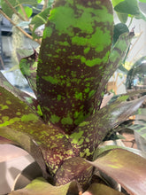 Load image into Gallery viewer, Bromeliad Neoregelia &#39;Green Eyes&#39;
