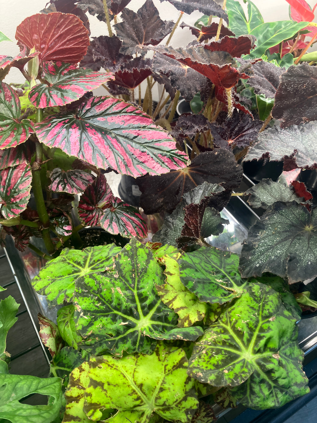 Begonia hybrid assorted