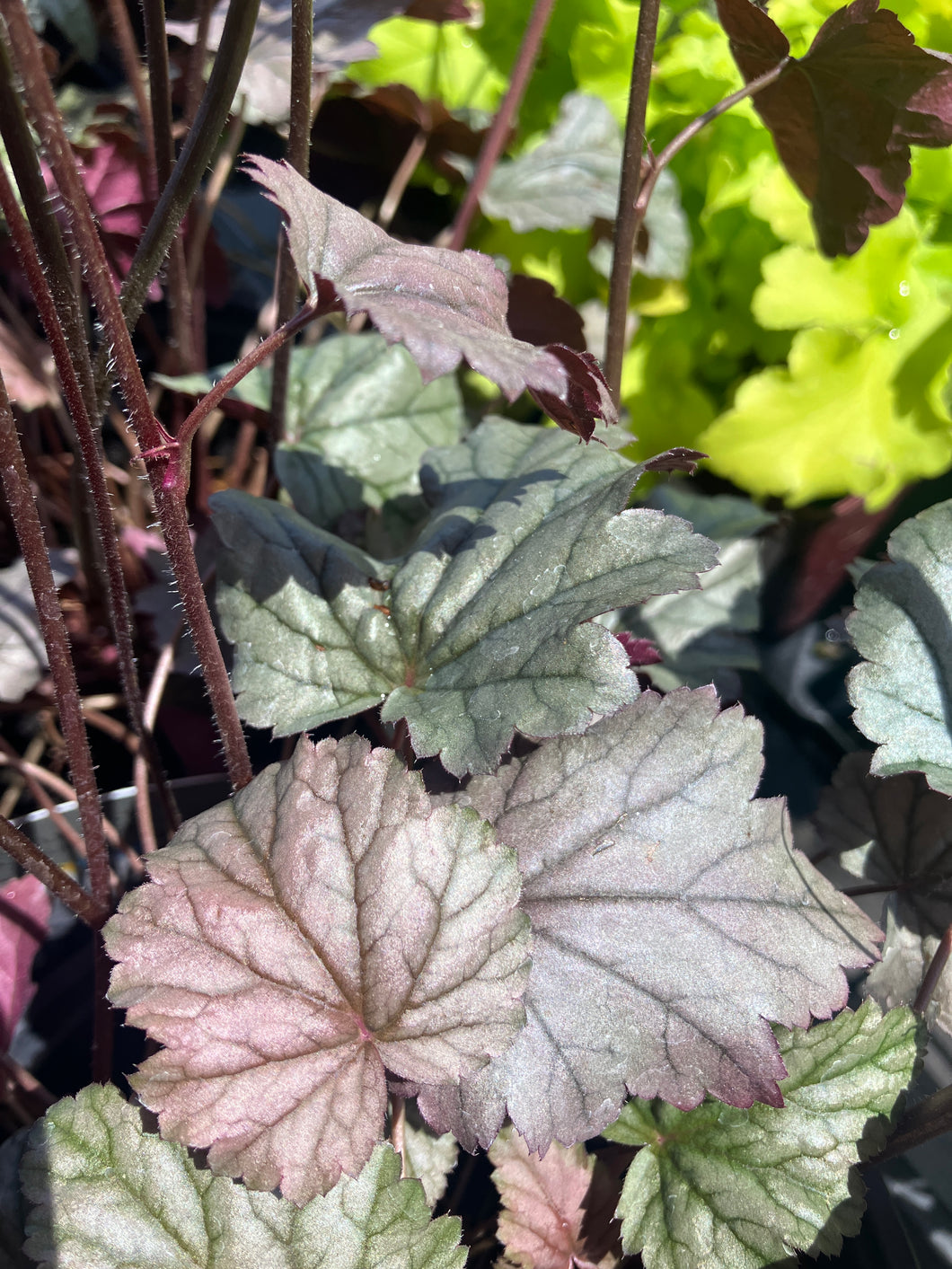 Heuchera 'Stainless Steel'