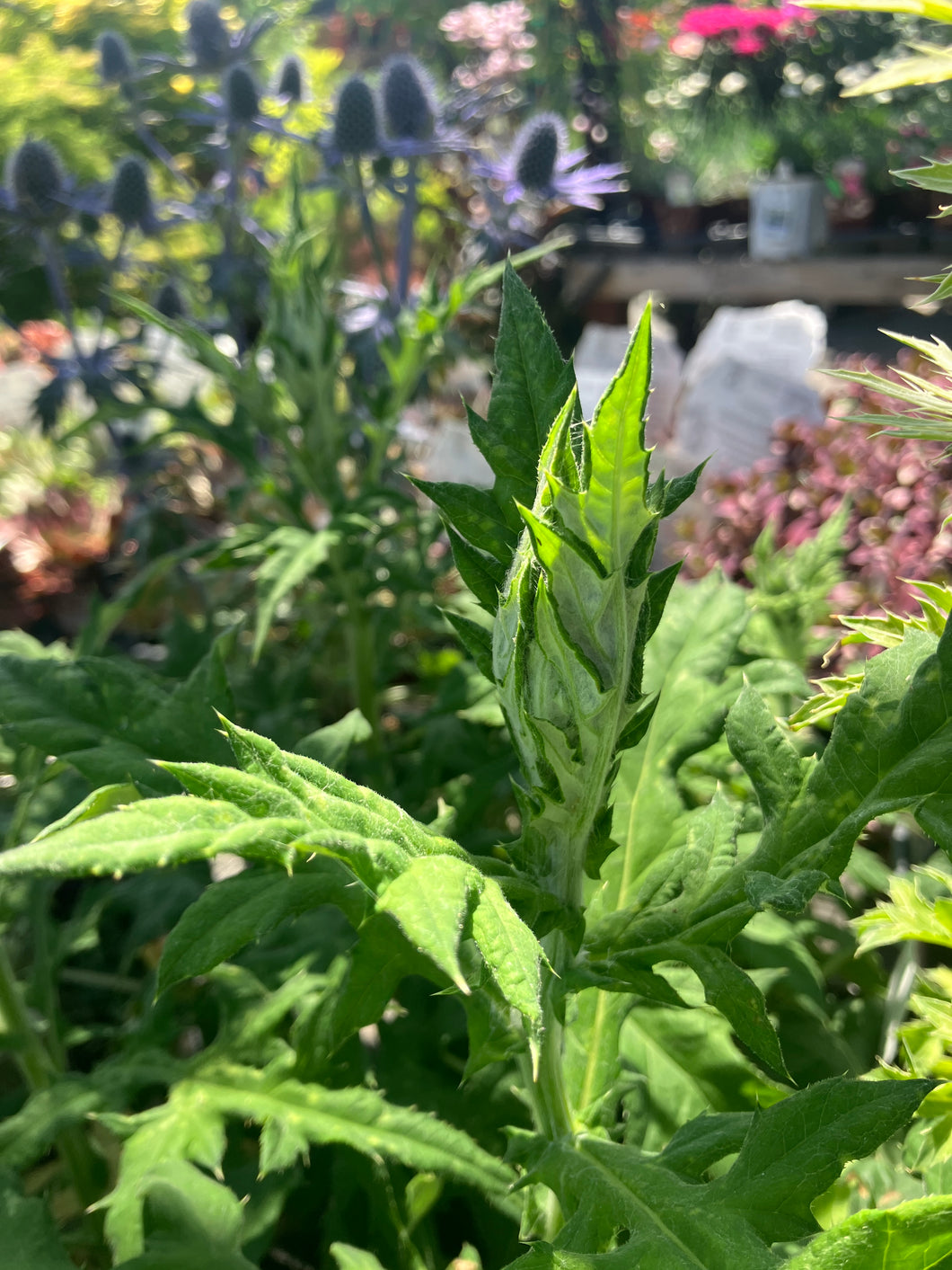 Echinops nitro (Globe Thistle)