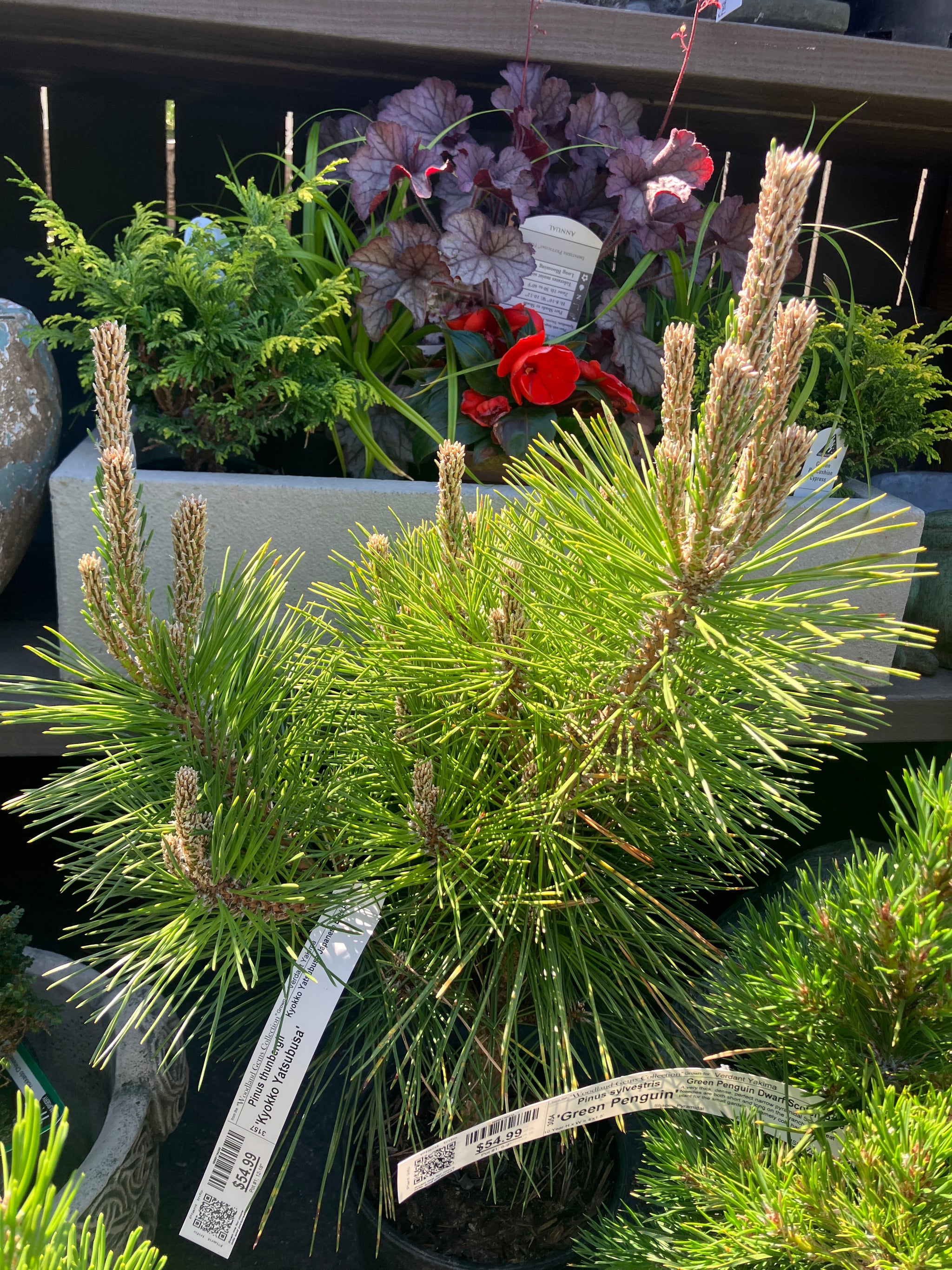 タビビトノキ　③ Pinus thunbergii 'Kyokko Yatsubusa' – Verdant Yakima