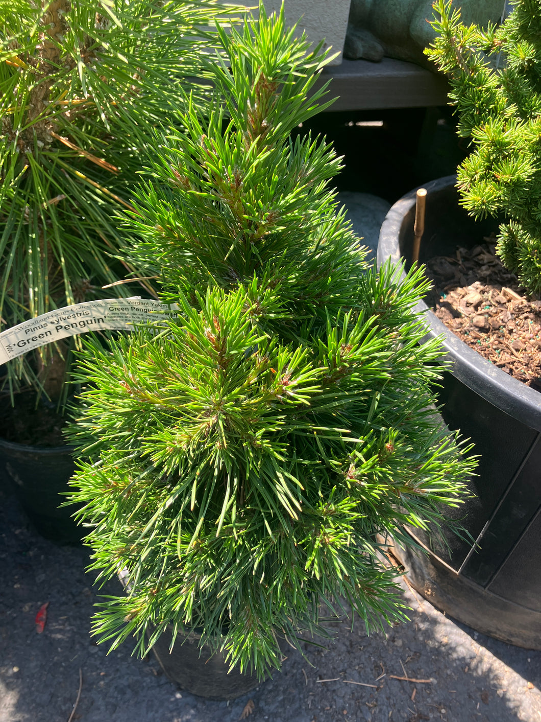 Pinus sylvestris 'Green Penguin'