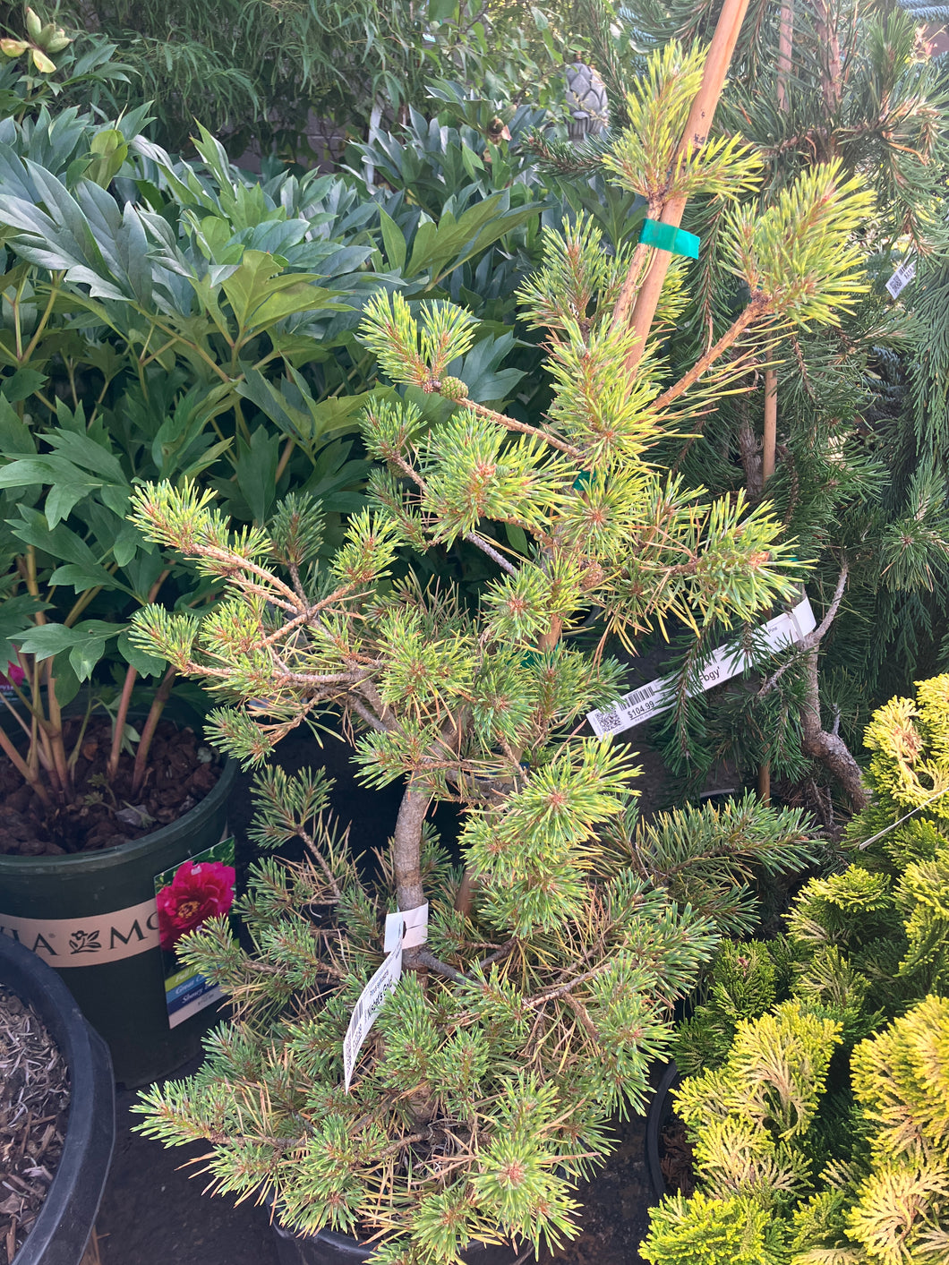 Pinus sylvestris 'Nisbet's Gold'