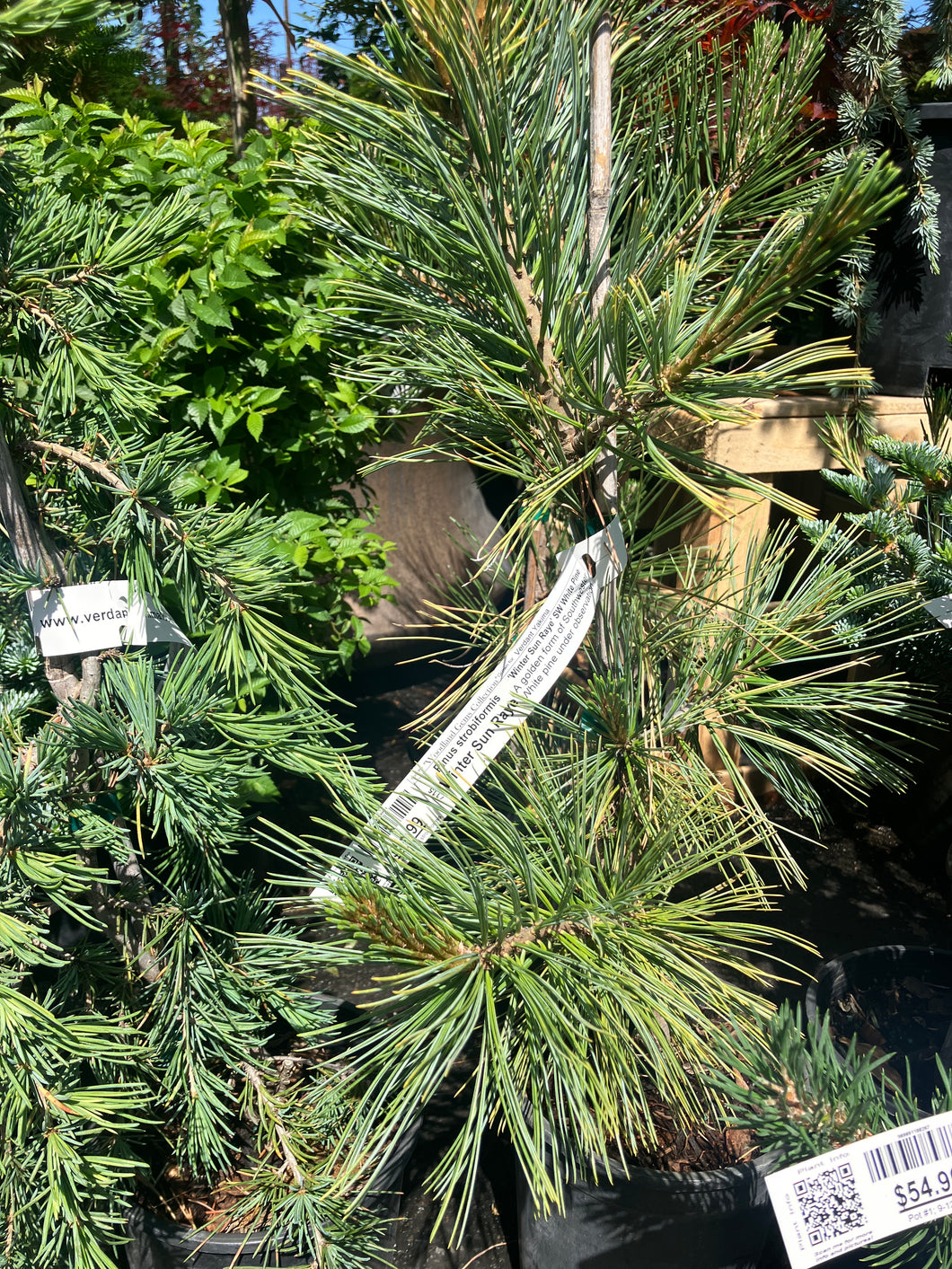 Pinus strobiformis 'Winter Sun Raye'