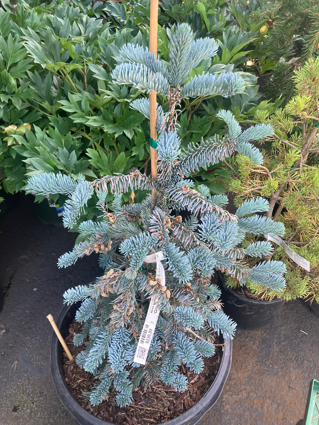 Abies procera 'Glauca'