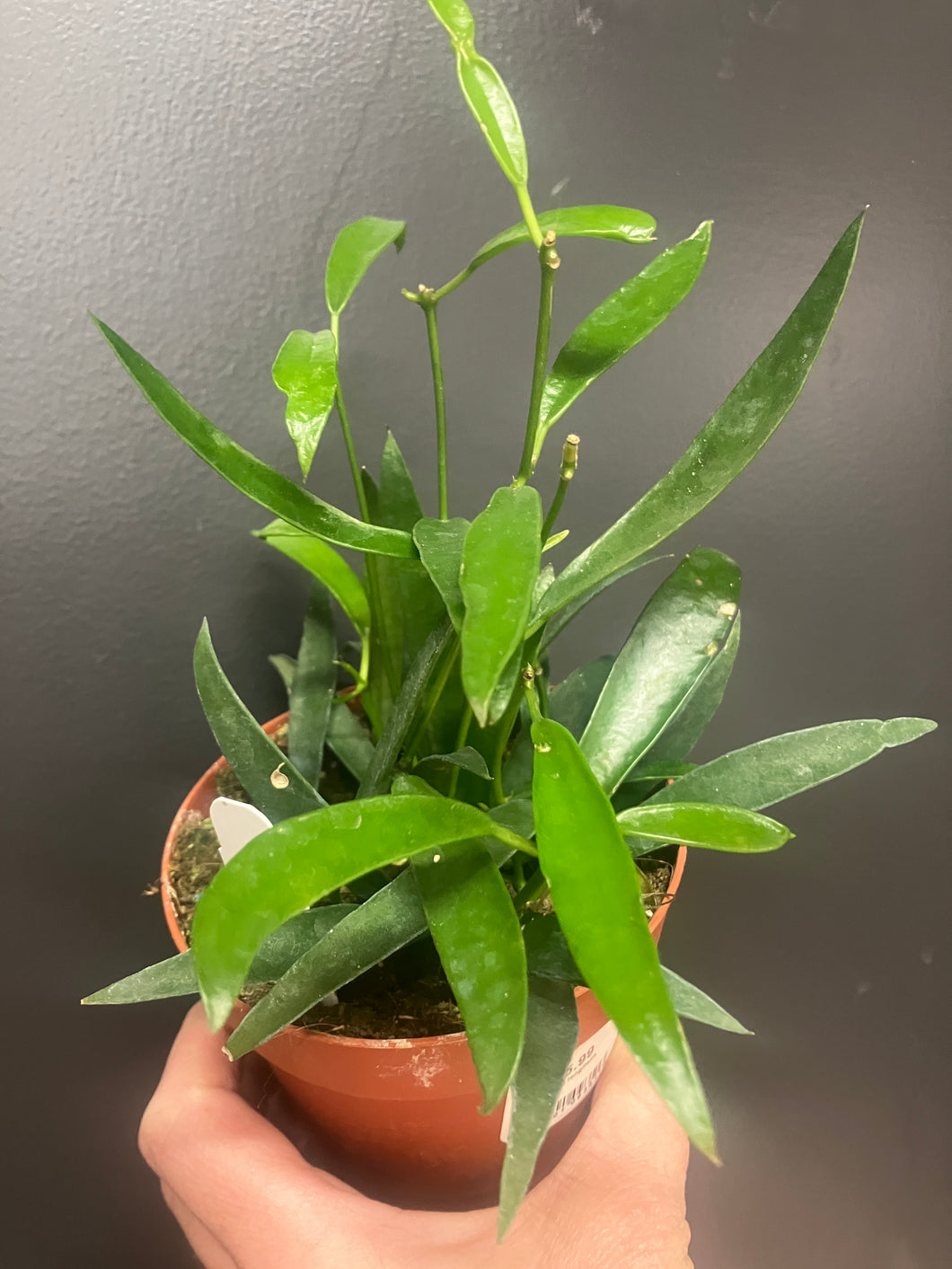 Hoya longifolia (String Bean Hoya)