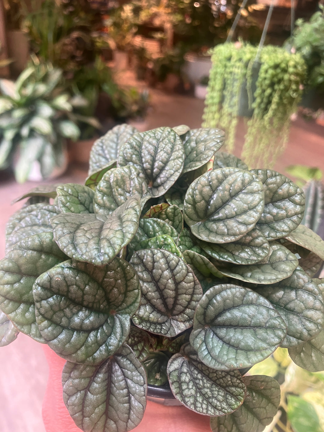 Peperomia cap. 'Greyhound'
