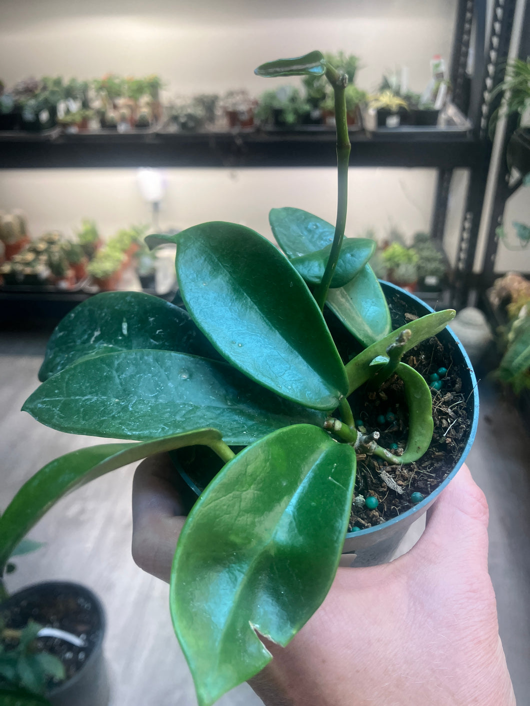 Hoya meliflua
