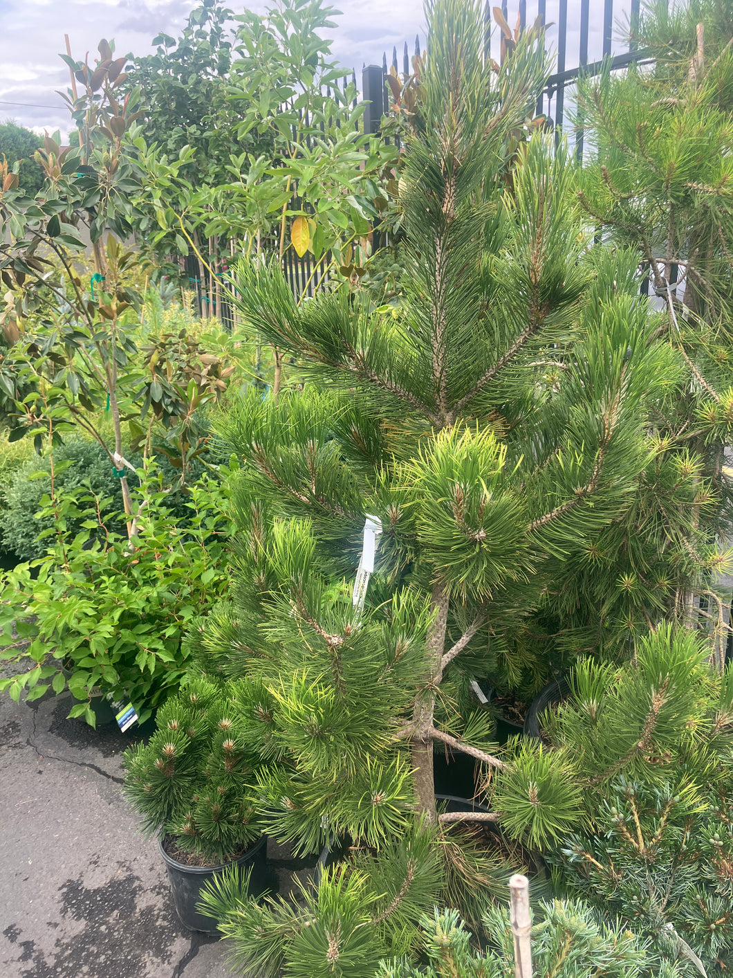 Pinus leucodermis 'Kaleidoscope'