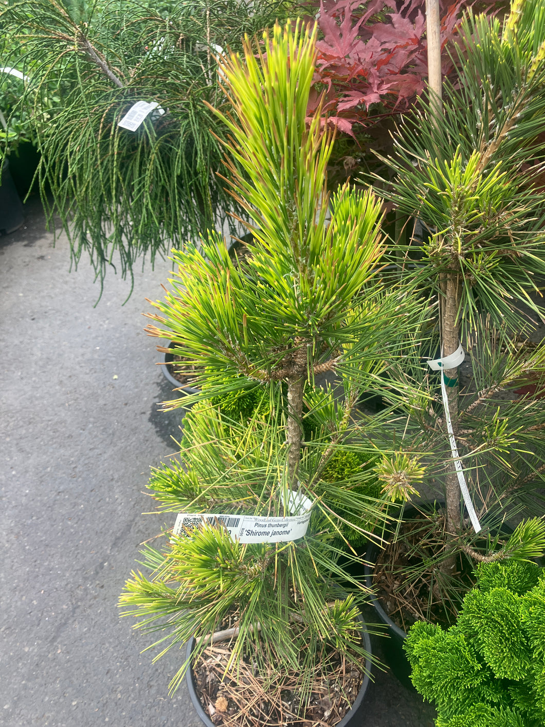 Pinus thunbergii 'Shirome janome'