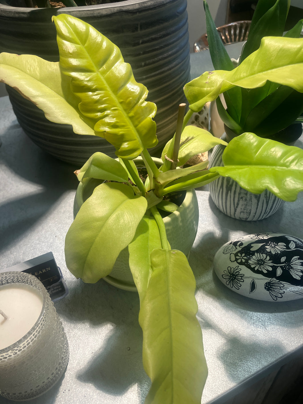 Philodendron 'Golden Crocodile'