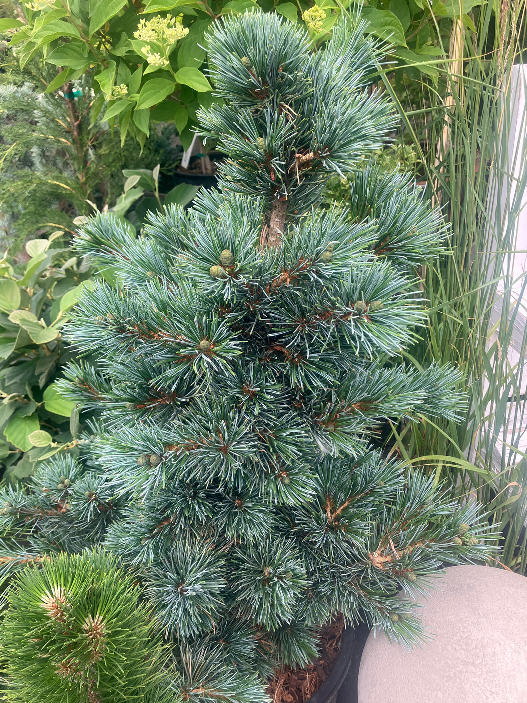 Pinus parviflora ‘Aoi'