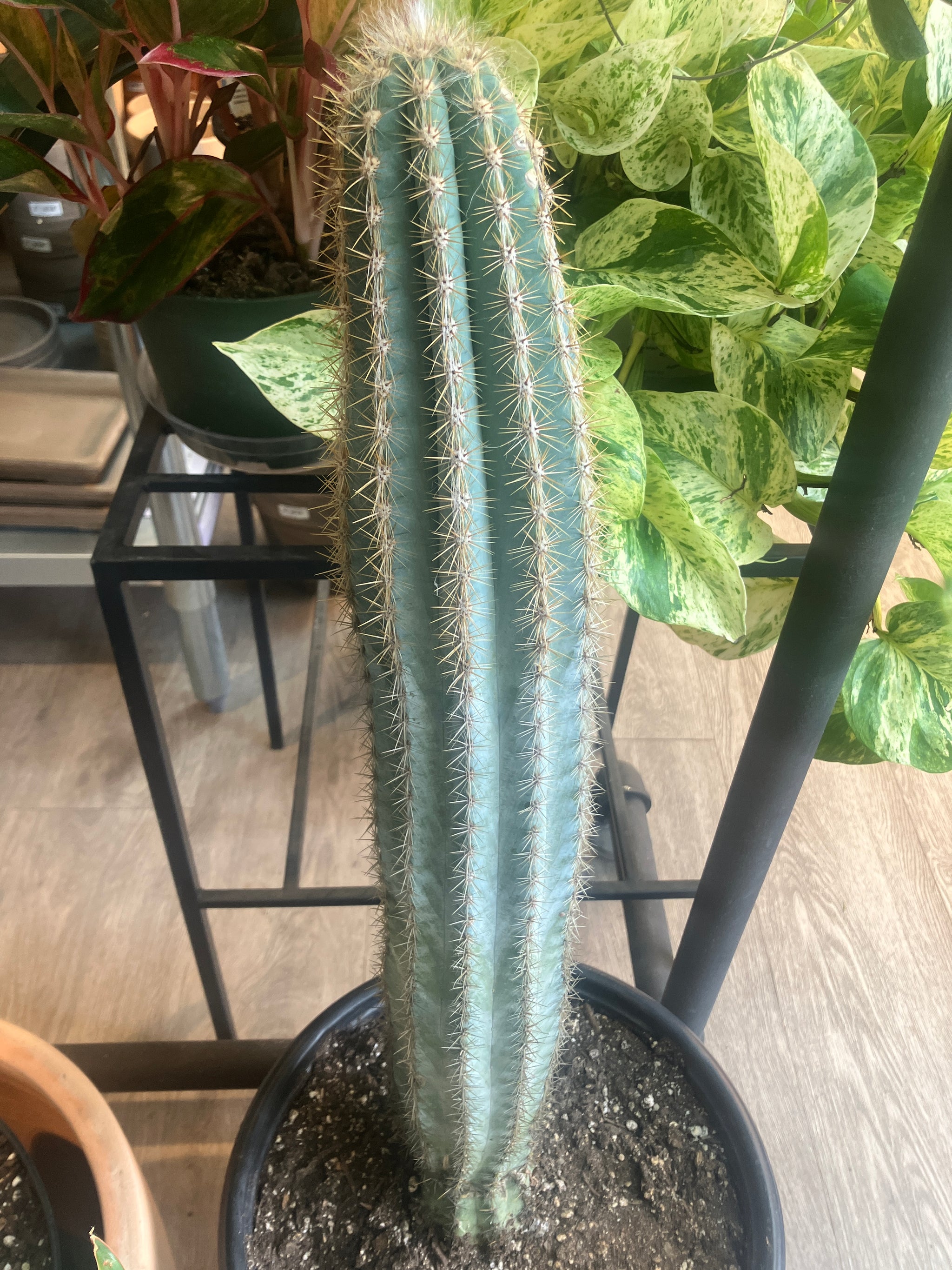 blue columnar cactus Pilosocerius azureus (Blue Torch Cactus)