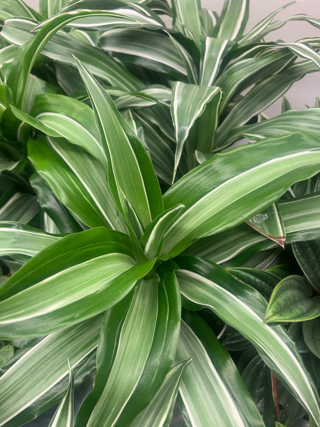 Dracaena 'Kanzi'