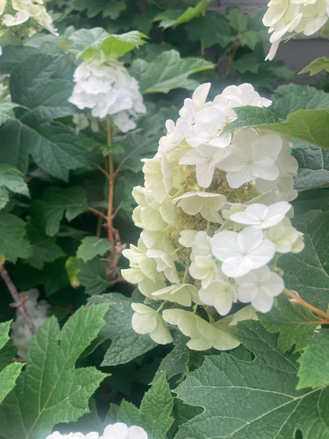 Hydrangea quercifolia 'Queen of Hearts' Oakleaf