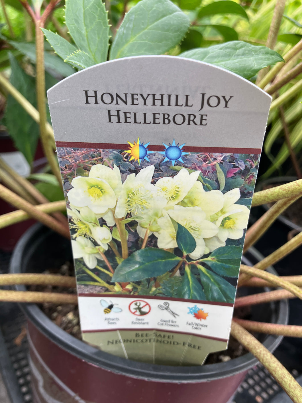Helleborus x nigercors 'Honeyhill Joy'