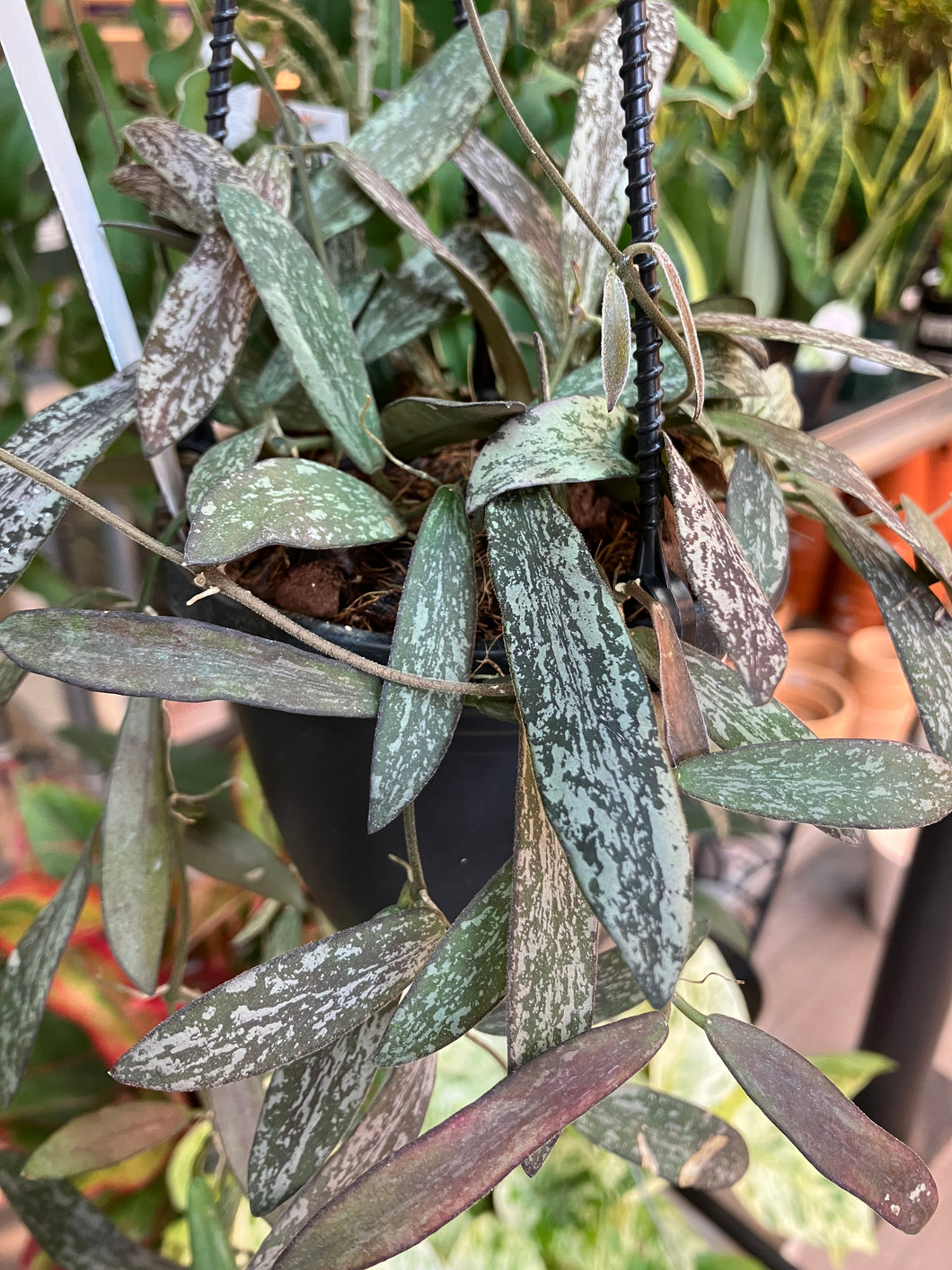 Hoya sigillatis